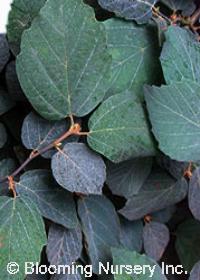 Fothergilla 'Blue Shadow'